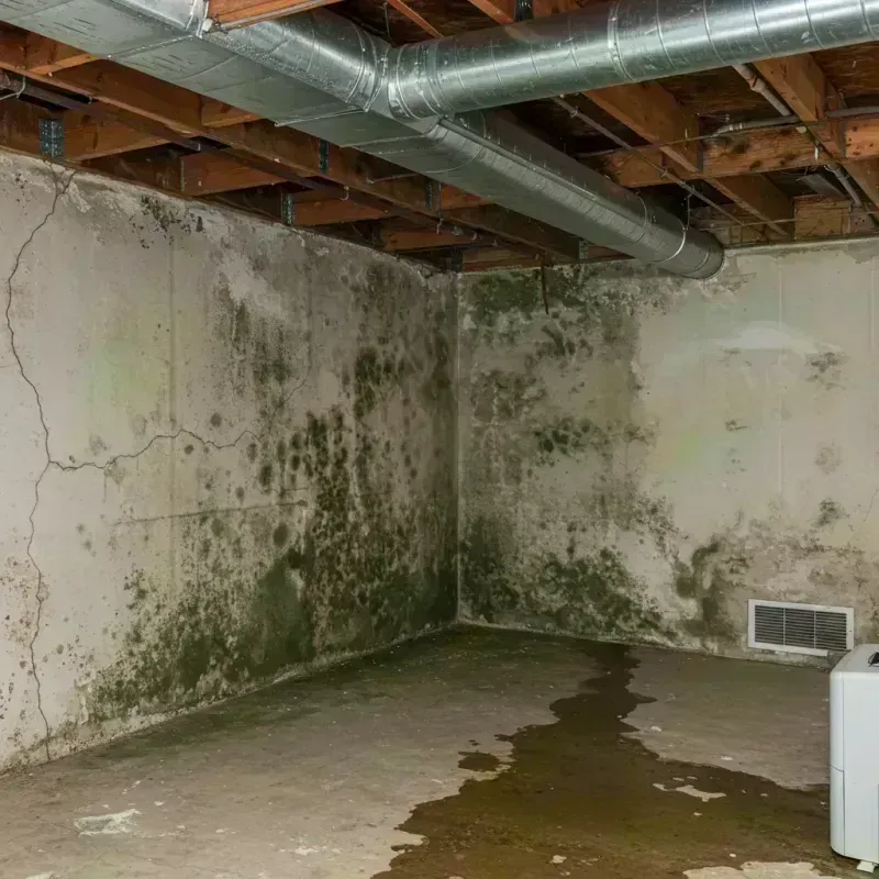 Professional Mold Removal in East Petersburg, PA